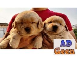 Golden Retriever Heavy Bone 40 Days Puppies available 9793862529